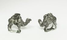 XEQ8 Bactrian pack camels